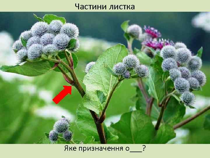 Частини листка Яке призначення о___? 
