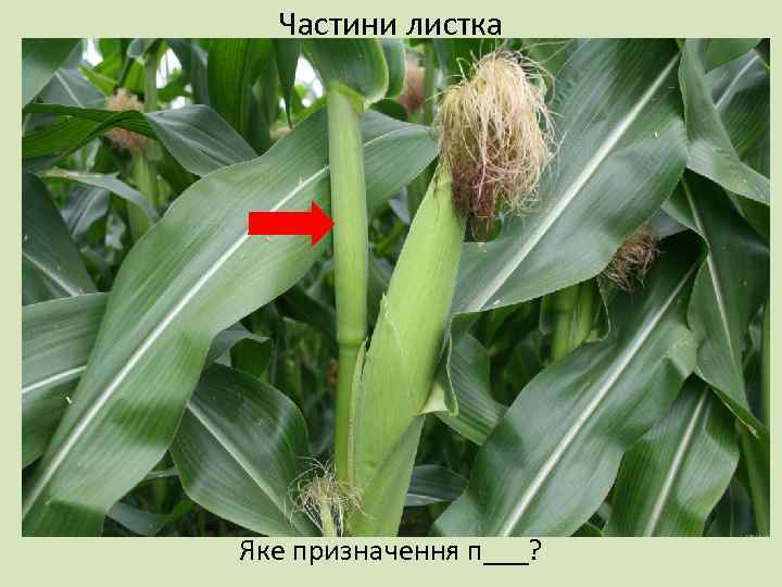 Частини листка Яке призначення п___? 