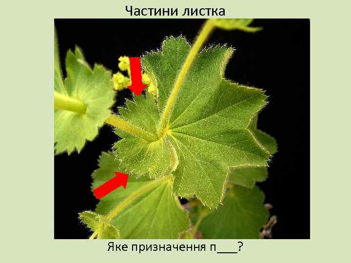 Частини листка Яке призначення п___? 