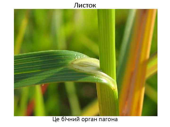 Листок Це бічний орган пагона 