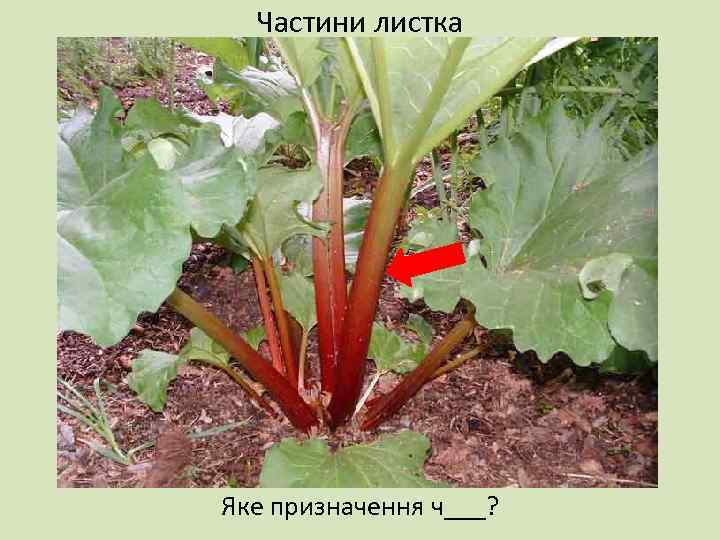 Частини листка Яке призначення ч___? 