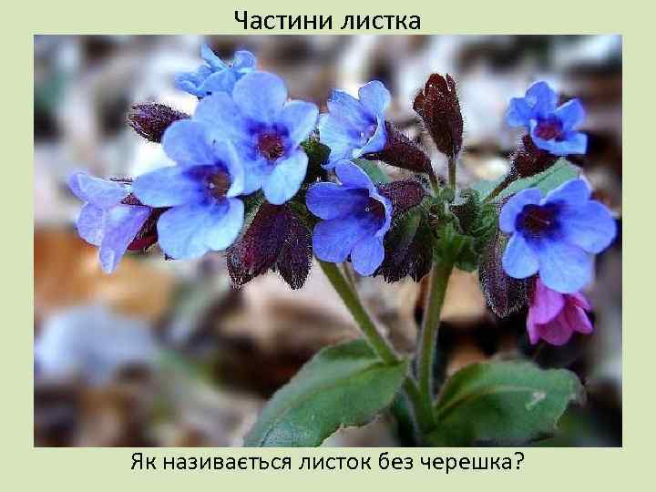 Частини листка Як називається листок без черешка? 