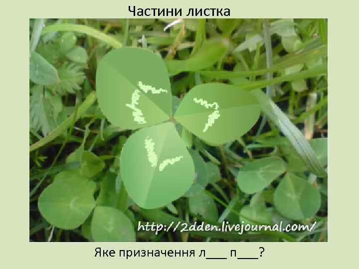 Частини листка Яке призначення л___ п___? 