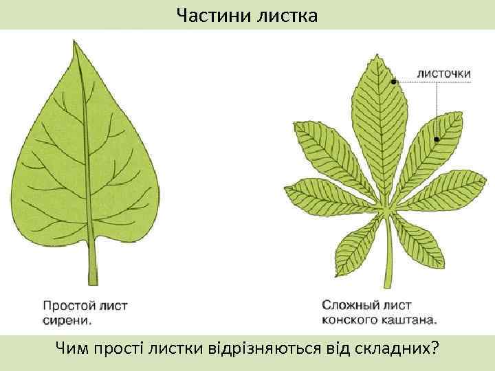 Частини листка Чим прості листки відрізняються від складних? 