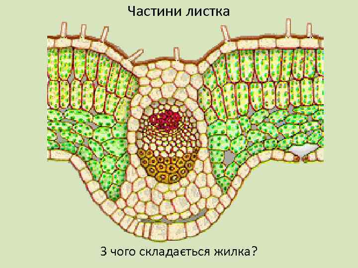 Частини листка З чого складається жилка? 