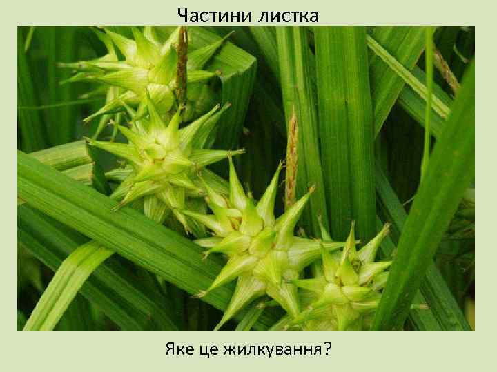 Частини листка Яке це жилкування? 