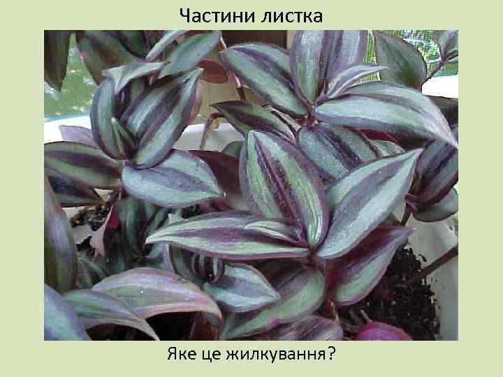 Частини листка Яке це жилкування? 