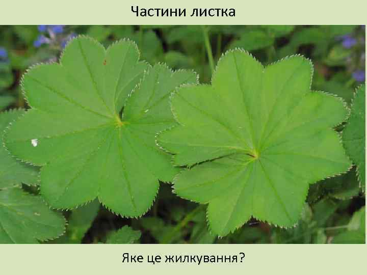 Частини листка Яке це жилкування? 