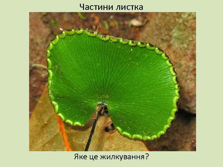 Частини листка Яке це жилкування? 