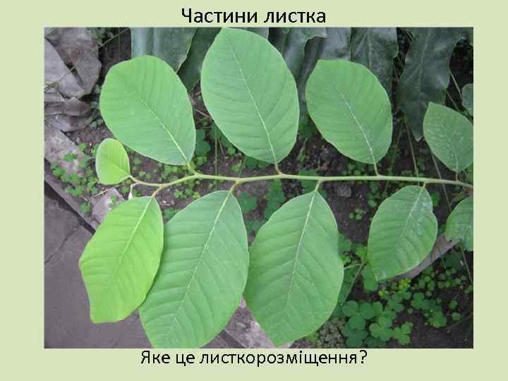 Частини листка Яке це листкорозміщення? 