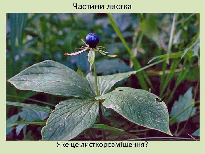 Частини листка Яке це листкорозміщення? 
