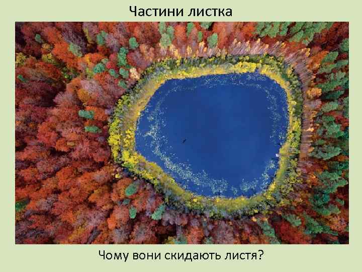 Частини листка Чому вони скидають листя? 