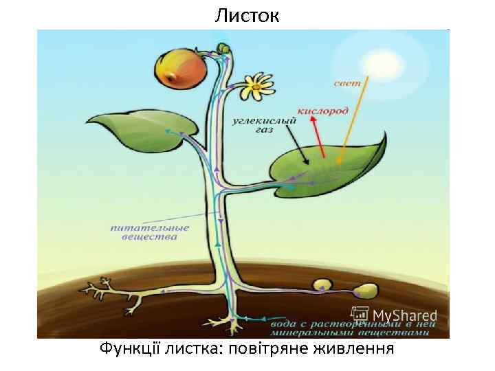 Листок Функції листка: повітряне живлення 