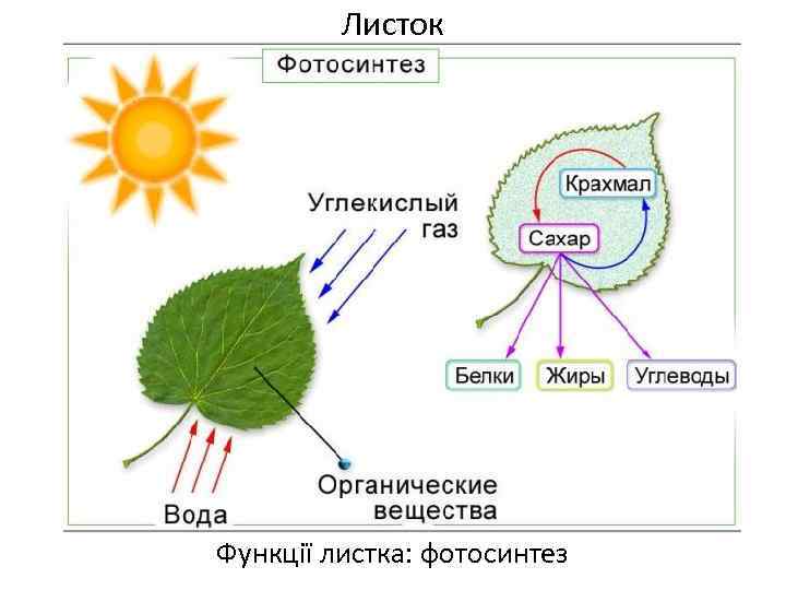 Листок Функції листка: фотосинтез 