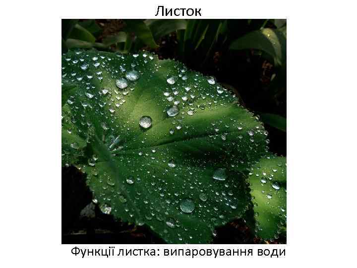 Листок Функції листка: випаровування води 