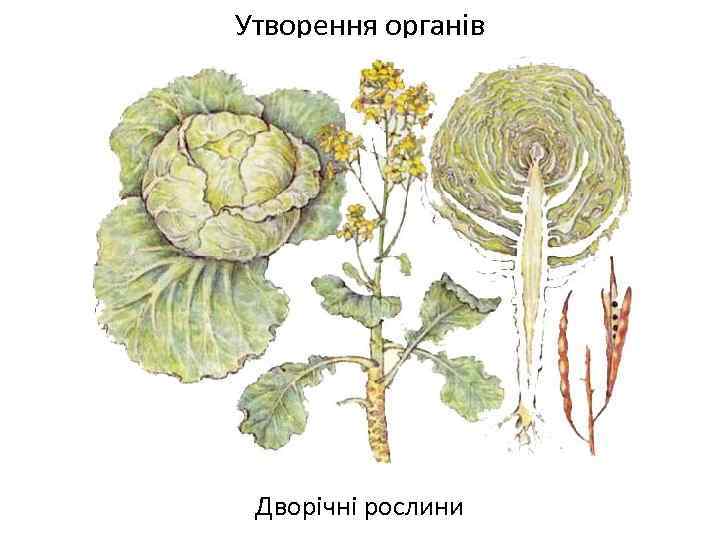 Утворення органів Дворічні рослини 