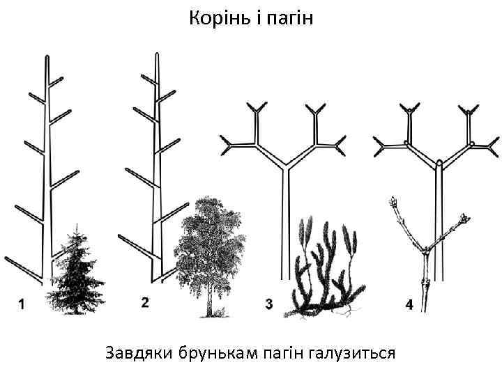 Корінь і пагін Завдяки брунькам пагін галузиться 