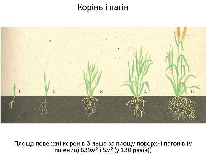Корінь і пагін Площа поверхні коренів більша за площу поверхні пагонів (у пшениці 639