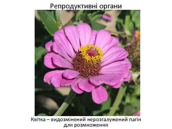 Репродуктивні органи Квітка – видозмінений нерозгалужений пагін для розмноження 