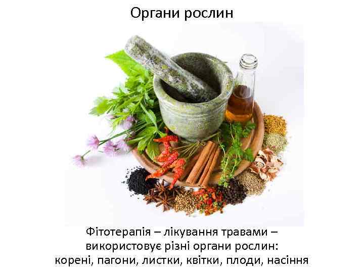 Органи рослин Фітотерапія – лікування травами – використовує різні органи рослин: корені, пагони, листки,