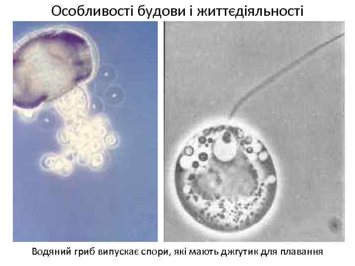 Особливості будови і життєдіяльності Водяний гриб випускає спори, які мають джгутик для плавання 