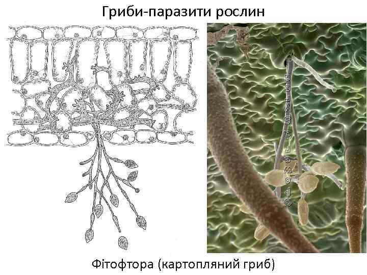 Гриби-паразити рослин Фітофтора (картопляний гриб) 