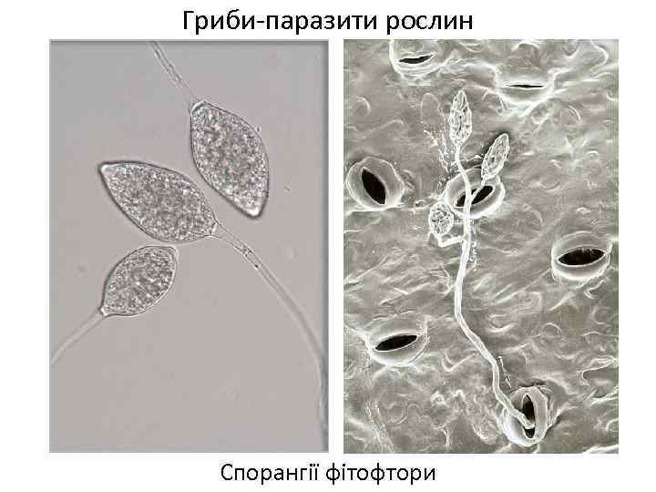 Гриби-паразити рослин Спорангії фітофтори 