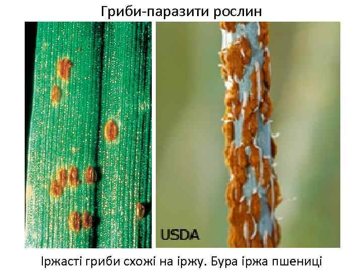 Гриби-паразити рослин Іржасті гриби схожі на іржу. Бура іржа пшениці 