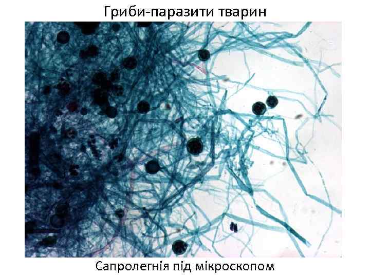 Гриби-паразити тварин Сапролегнія під мікроскопом 