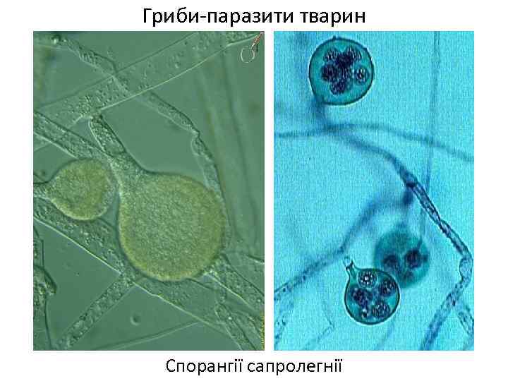 Гриби-паразити тварин Спорангії сапролегнії 