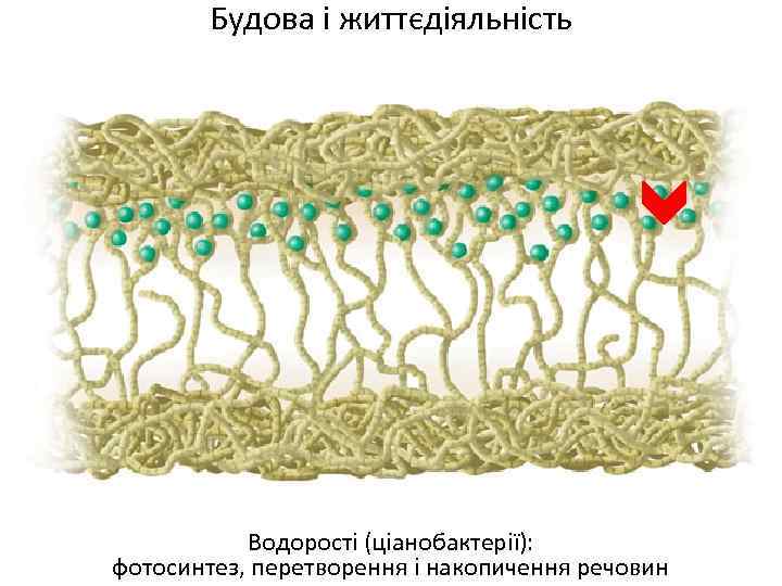 Будова і життєдіяльність Водорості (ціанобактерії): фотосинтез, перетворення і накопичення речовин 