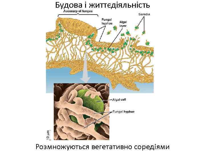 Будова і життєдіяльність Розмножуються вегетативно соредіями 