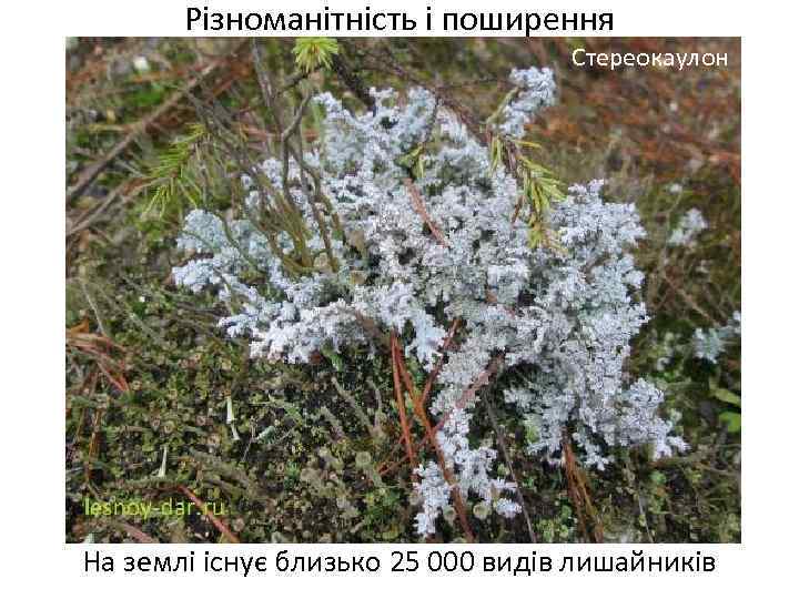 Різноманітність і поширення Стереокаулон На землі існує близько 25 000 видів лишайників 