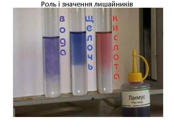 Роль і значення лишайників 