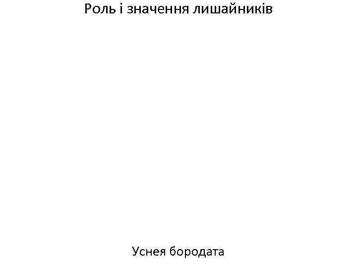 Роль і значення лишайників Уснея бородата 