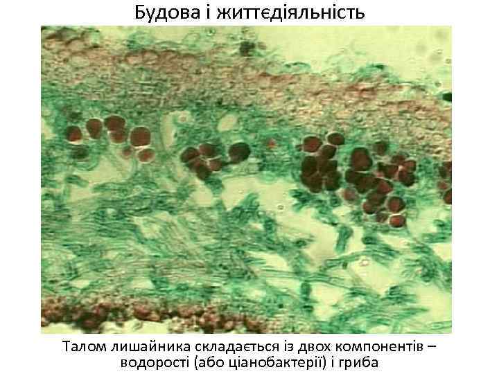 Будова і життєдіяльність Талом лишайника складається із двох компонентів – водорості (або ціанобактерії) і