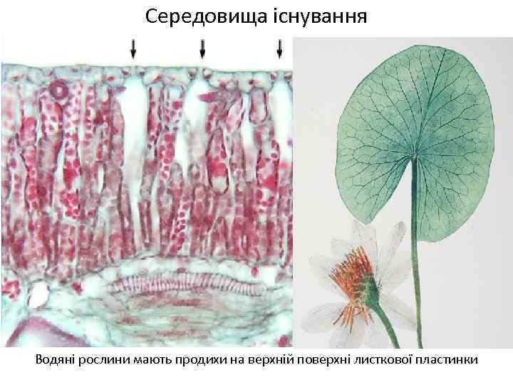 Середовища існування Водяні рослини мають продихи на верхній поверхні листкової пластинки 