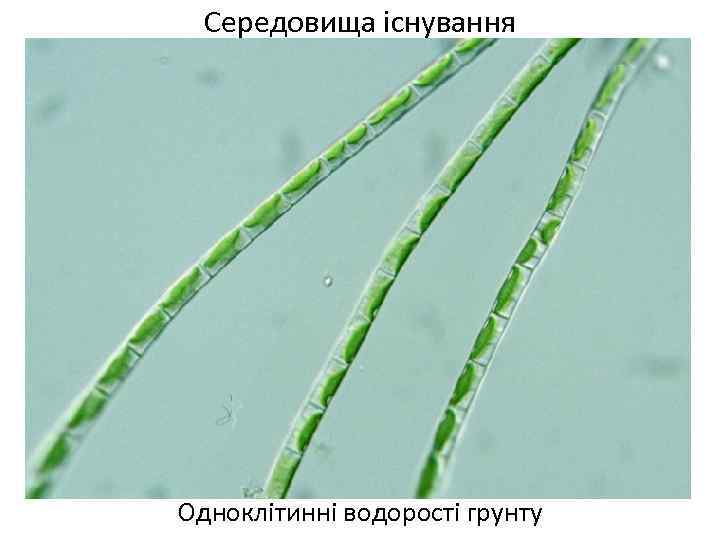 Середовища існування Одноклітинні водорості грунту 
