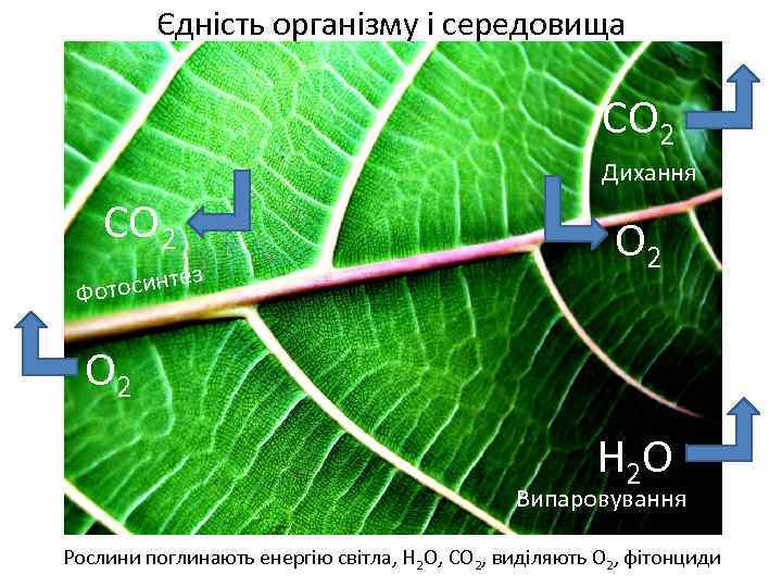 Єдність організму і середовища СО 2 Дихання СО 2 тез отосин Ф О 2