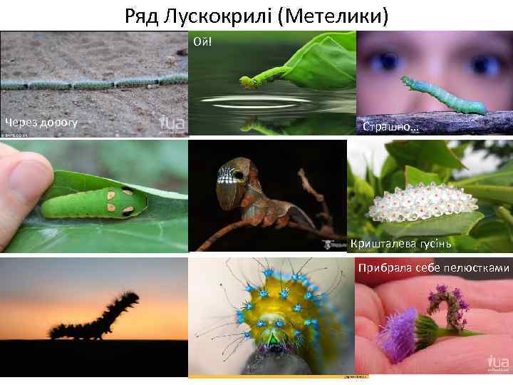 Ряд Лускокрилі (Метелики) Ой! Через дорогу Страшно… Кришталева гусінь Прибрала себе пелюстками 