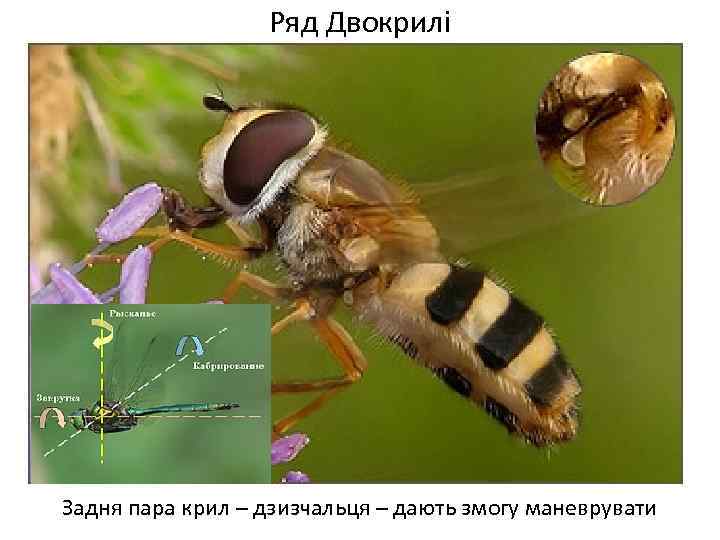 Ряд Двокрилі Задня пара крил – дзизчальця – дають змогу маневрувати 