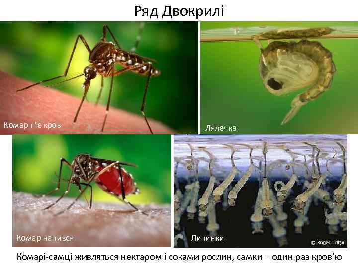 Ряд Двокрилі Комар п’є кров Комар напився Лялечка Личинки Комарі-самці живляться нектаром і соками