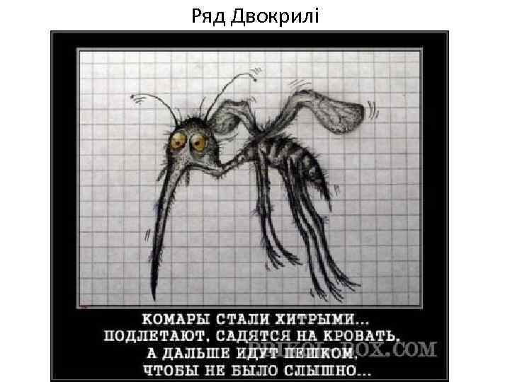 Ряд Двокрилі 