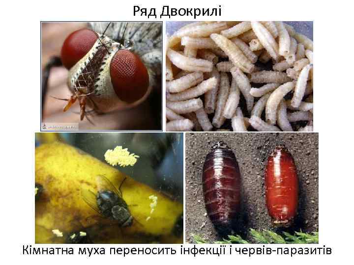 Ряд Двокрилі Кімнатна муха переносить інфекції і червів-паразитів 