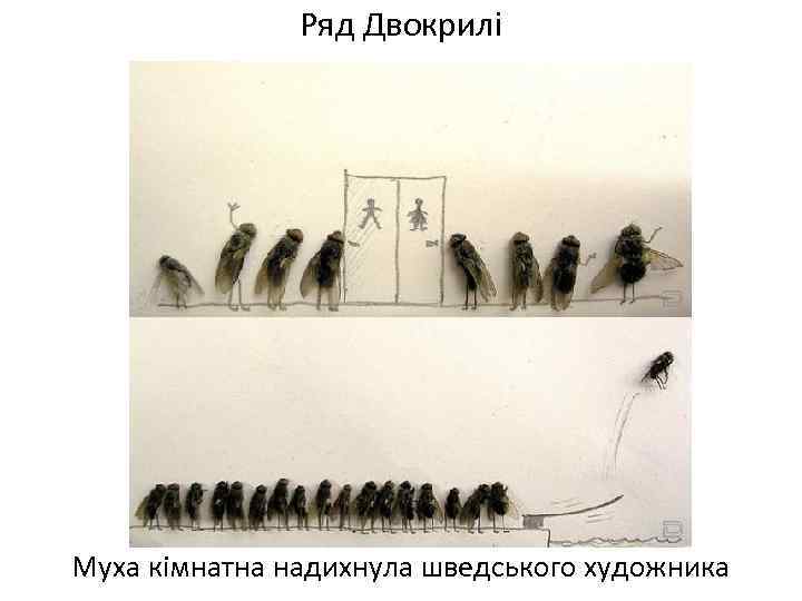 Ряд Двокрилі Муха кімнатна надихнула шведського художника 