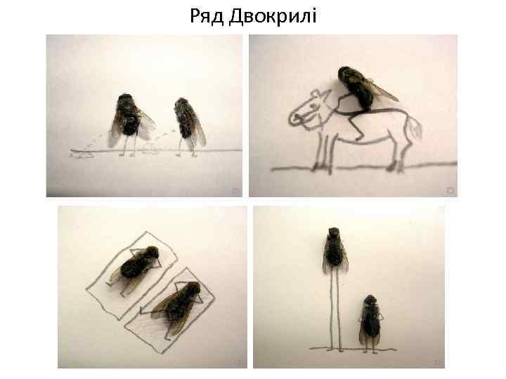 Ряд Двокрилі 