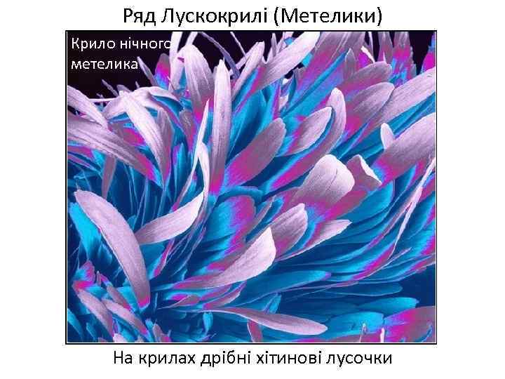 Ряд Лускокрилі (Метелики) Крило нічного метелика На крилах дрібні хітинові лусочки 