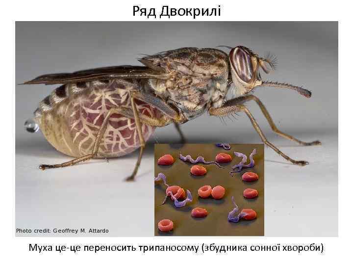 Ряд Двокрилі Муха це-це переносить трипаносому (збудника сонної хвороби) 