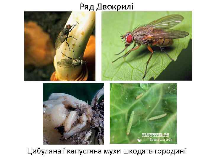 Ряд Двокрилі Цибуляна і капустяна мухи шкодять городині 