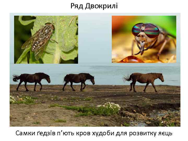 Ряд Двокрилі Самки ґедзів п’ють кров худоби для розвитку яєць 